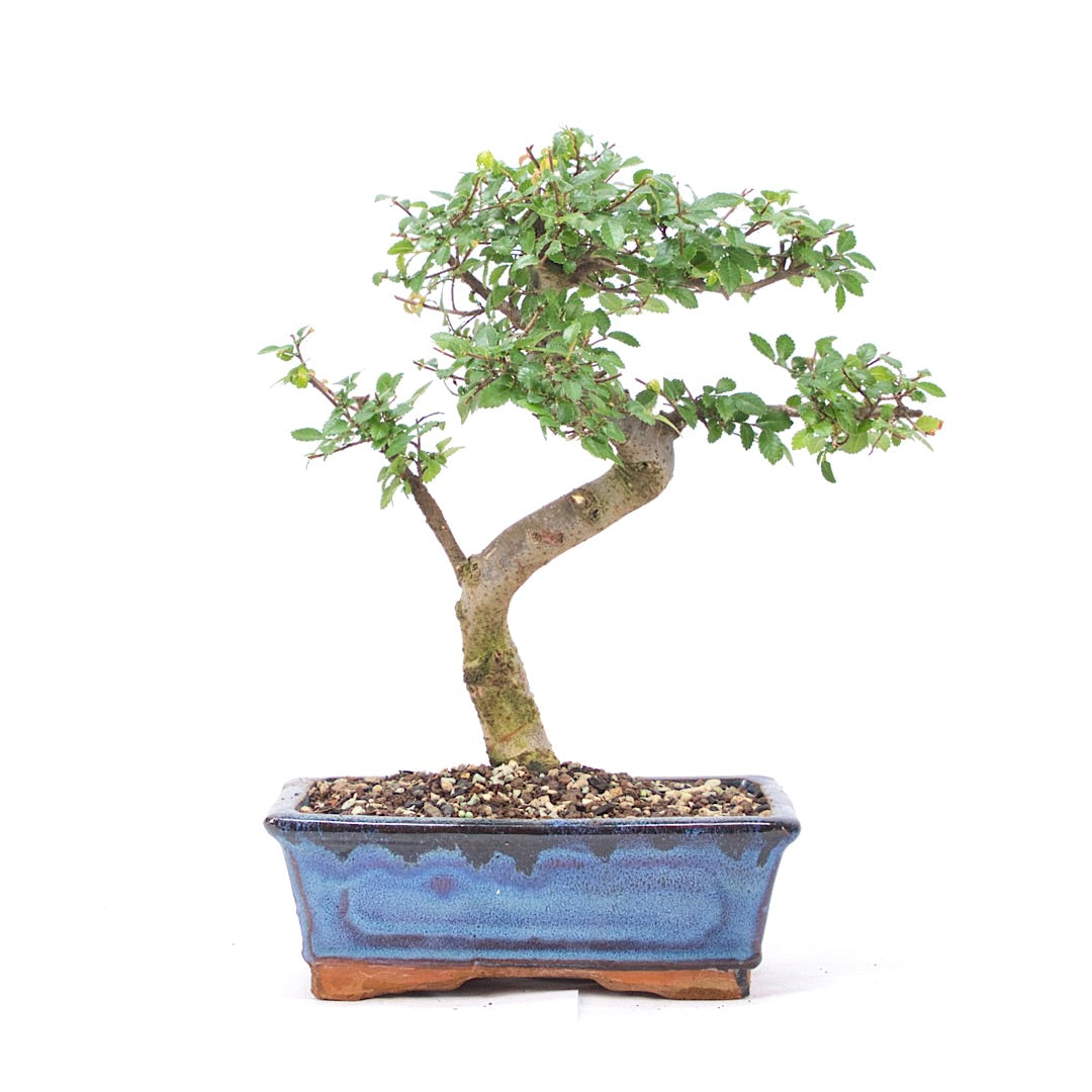 Chinesische Ulme 'Zelkova parvifolia'